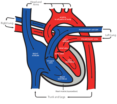 the blood flow through the heart